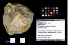 Foto (Objekt + Etikett) von Pithonoton sp.  (NHMW-GEO-1990-0041-2490)
